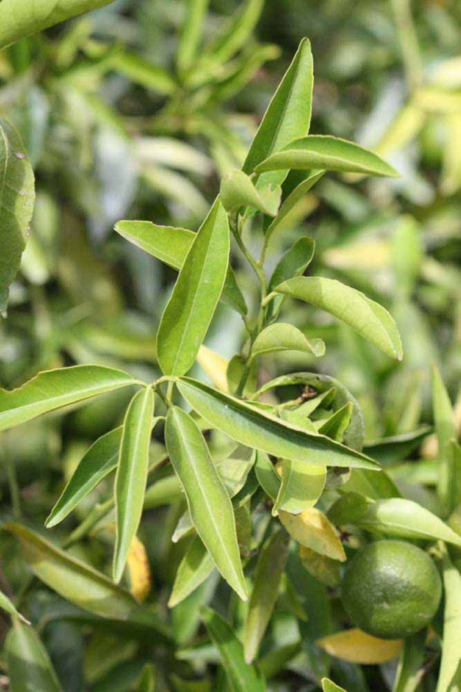              Sun leaves (Riverside, CA)       